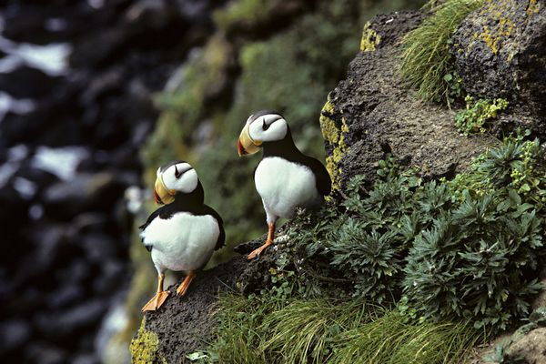Hundreds of puffins died in Alaska, the mysterious massacre nobody talks about (PHOTO)