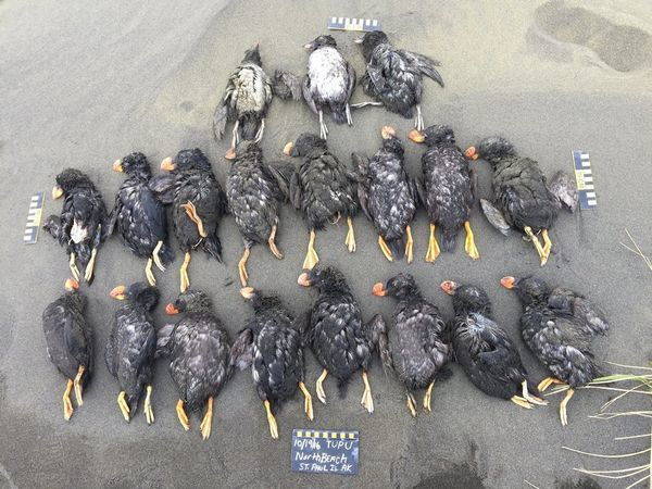 Cientos de frailecillos muertos en Alaska, la misteriosa masacre de la que nadie habla (FOTO)