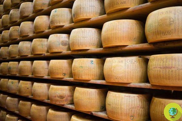 Leche no conforme en DOP parmesano: cientos de quesos incautados