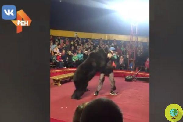 Bear dans la douleur se rebelle contre son entraîneur lors d'un spectacle dans un cirque