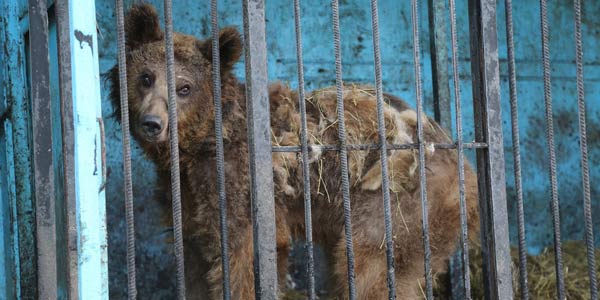 Animais em um zoológico na Armênia abandonados e deixados para morrer (FOTO)