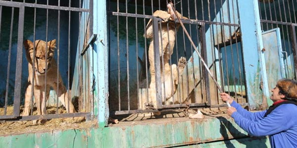 Animales en un zoológico de Armenia abandonados y dejados morir (FOTO)