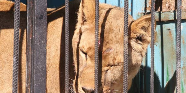 Animales en un zoológico de Armenia abandonados y dejados morir (FOTO)