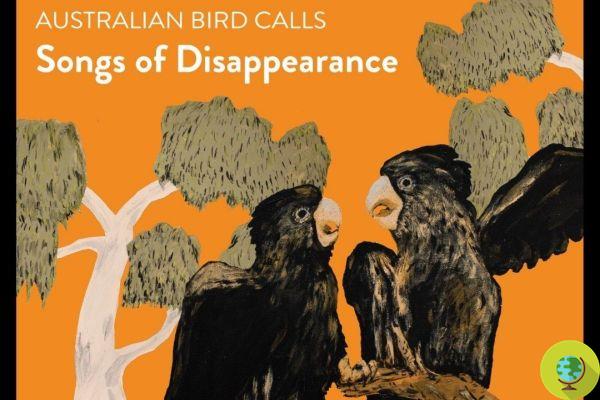 Este álbum de llamadas de pájaros nativos de Australia encabeza las listas de música
