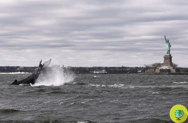 The breathtaking photo of the humpback whale emerging near the Statue of Liberty in New York Harbor