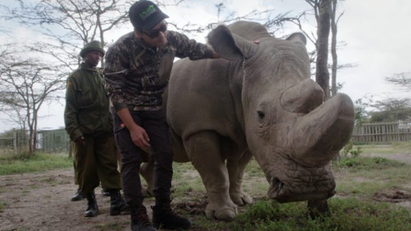 Dead Sudan, the last male northern white rhino 