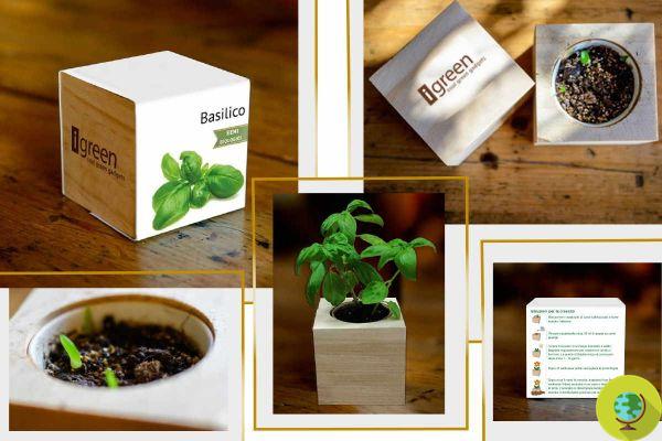 iGreen and Plants in Wooden Cubes, to spread the love for nature through communication and creativity