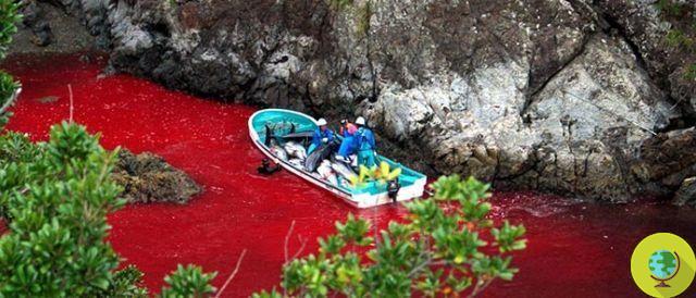 Baie de Taiji : Reprise du massacre annuel de dauphins au Japon