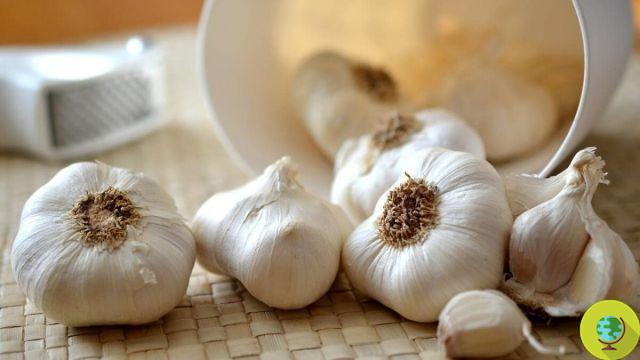 What happens to those who eat garlic every day?
