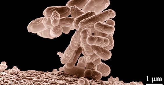 Antibiotic resistance: here are the 12 most dangerous bacteria in the world