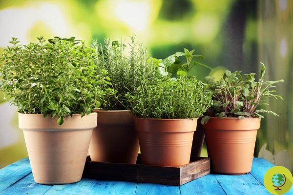 Ervas aromáticas: se sua planta de supermercado morrer logo, você pode não ter considerado esses 3 fatores