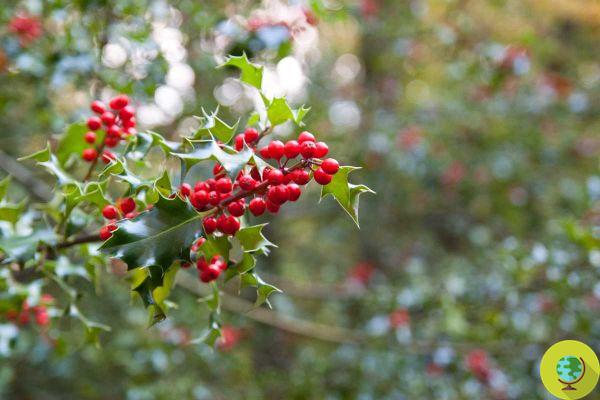 Which plants, trees, herbs or climbing plants need to be pruned in October?