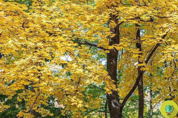 ¿Qué plantas, árboles, hierbas o plantas trepadoras deben podarse en octubre?