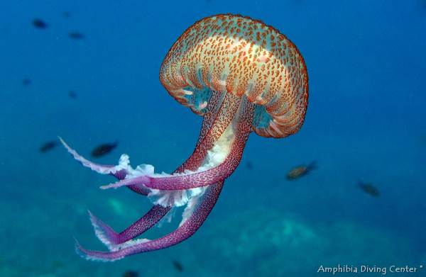 Nova invasão de medusas no Mar Mediterrâneo