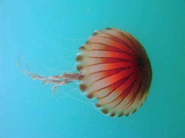Nova invasão de medusas no Mar Mediterrâneo