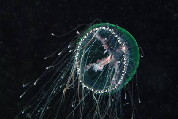 Nueva invasión de medusas en el mar Mediterráneo