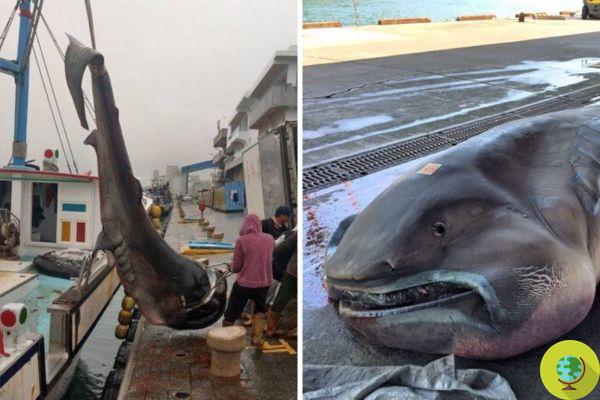 Massacre of very rare and vulnerable sharks, captured and killed by fishing boats in Taiwan