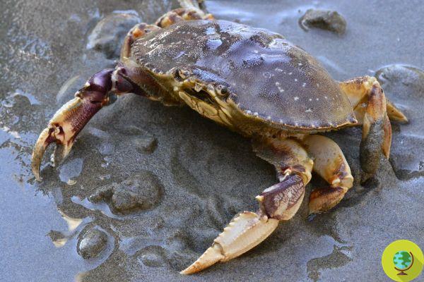 Ocean acidification is causing crab shells to melt