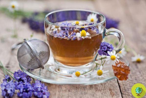5 herbal teas to face the change of season