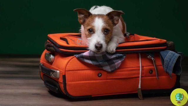 Da UE regras mais simples para o transporte de cães e gatos para o exterior