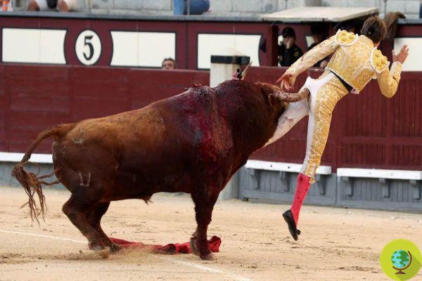 The brutal moment when the bullfighter is gored near the rectum during the Madrid bullfight