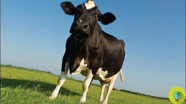 Cows, McDonald's studies how to fight polluting flatulence