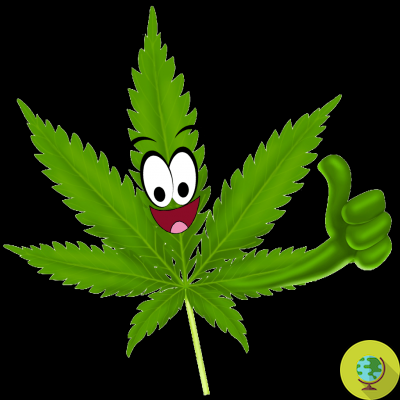 Cannabis medicinal, luz verde de la Cámara. Esto es lo que proporciona el proyecto de ley