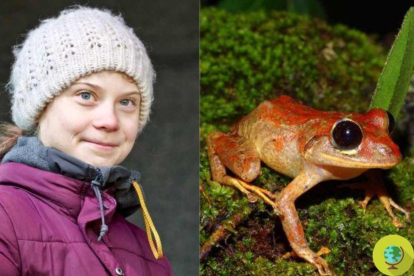 Una diminuta rana que lleva el nombre de Greta Thunberg fue descubierta en Panamá