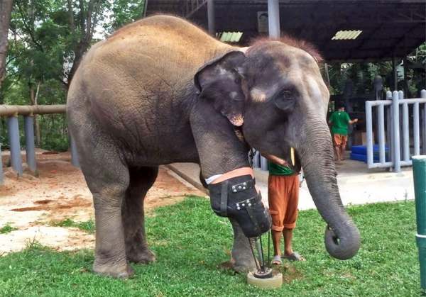 Mosha, the injured elephant who has started walking again thanks to a new artificial prosthesis (PHOTO)