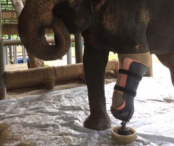 Mosha, la elefanta herida que ha vuelto a caminar gracias a una nueva prótesis artificial (FOTO)
