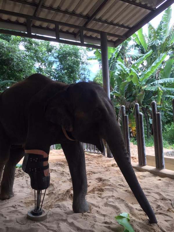 Mosha, the injured elephant who has started walking again thanks to a new artificial prosthesis (PHOTO)