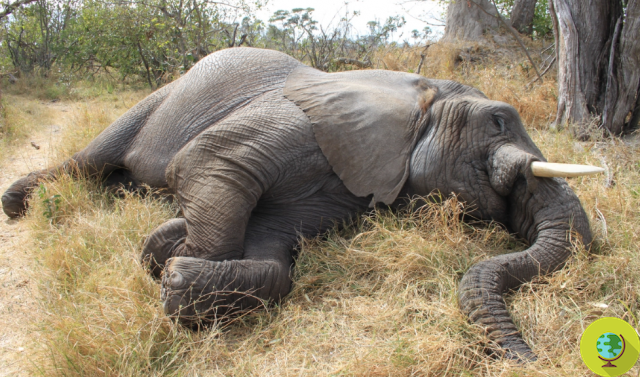 A morte de elefantes continua no Botswana, agora são 39 desde o início do ano (e ninguém sabe ainda porquê)