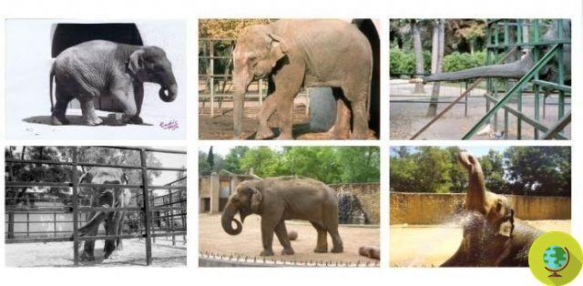 Goodbye Flavia, the sad and lonely elephant for 43 years died at the zoo