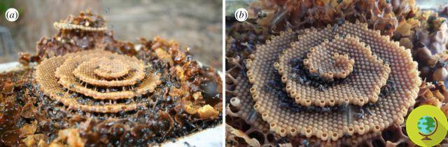 Los científicos descubren que estas hermosas colmenas en espiral tienen mucho en común con los cristales