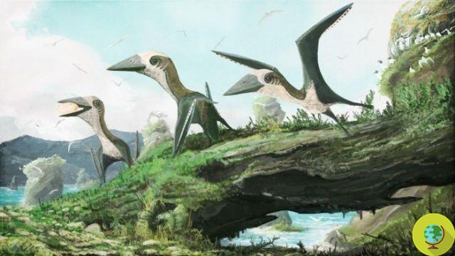 What do the 200 eggs found intact reveal about pterosaurs?