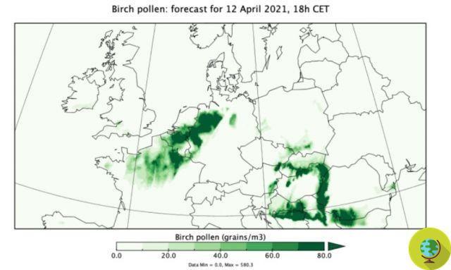 The pollen arrive. Copernicus helps allergy sufferers by reporting their concentration in advance