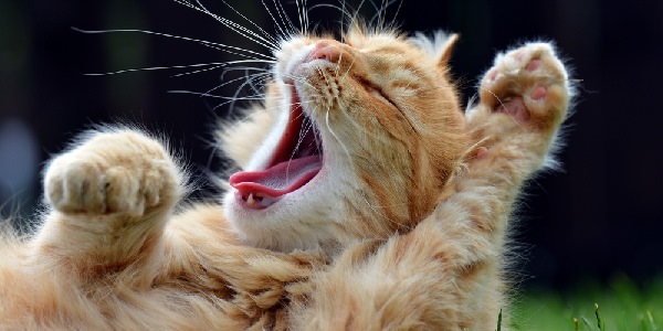 The more you yawn, the smarter you are. The study that proves it