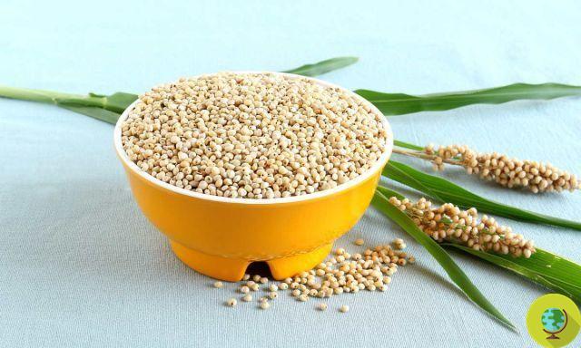 ¿Qué son los cereales sin gluten? Las ventajas de su uso en nutrición.