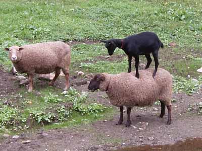 Año chino: ¿cuál es la diferencia entre oveja y cabra?