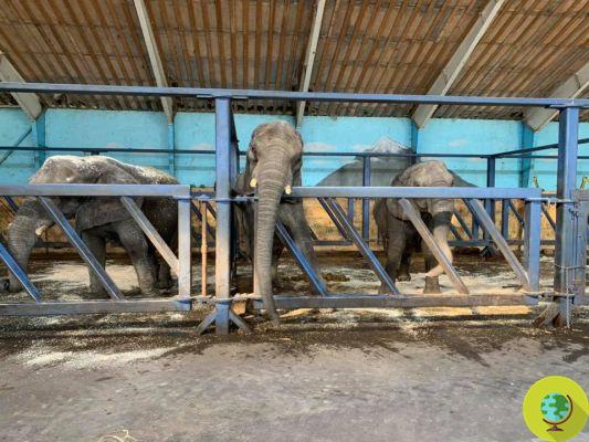 Chega de animais em circos! Dinamarca compra os últimos 4 elefantes explorados nos shows