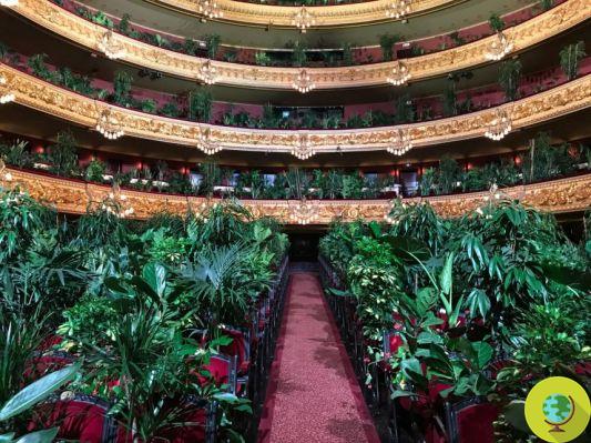 The Barcelona Opera House reopens with an audience of plants only