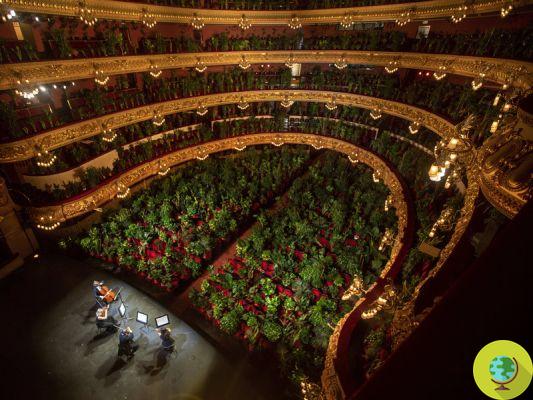 The Barcelona Opera House reopens with an audience of plants only