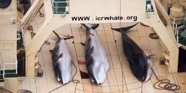 Caza de ballenas en Noruega: sin piedad ni siquiera para las hembras embarazadas (PETICIÓN)