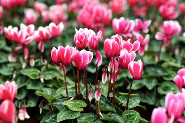 Cyclamen: how to grow it in pots or in the garden