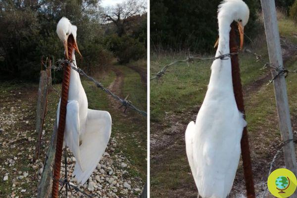 Heron killed and skewered in a pole and barbed wire: macabre discovery in the Gargano