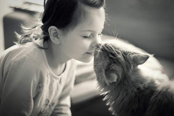 10 façons les plus douces dont les chats nous montrent leur amour (VIDEO)