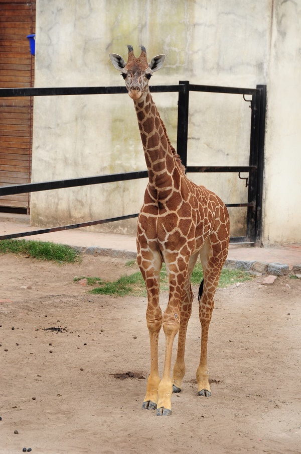 Le zoo de Buenos Aires ferme après 140 ans : 2500 animaux vivront dans les réserves naturelles