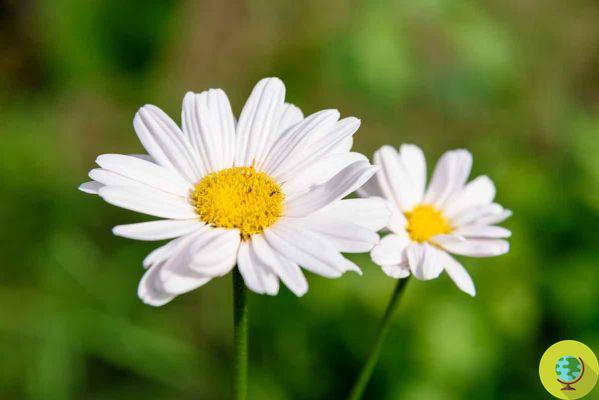 Esta flor no es solo una margarita, sino el insecticida natural más poderoso del mundo