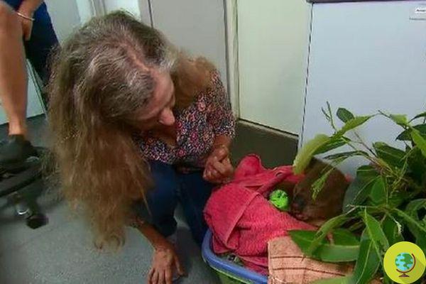 El koala salvado por la mujer que se arrojó a las llamas está vivo y se ha encontrado con su heroína en el hospital