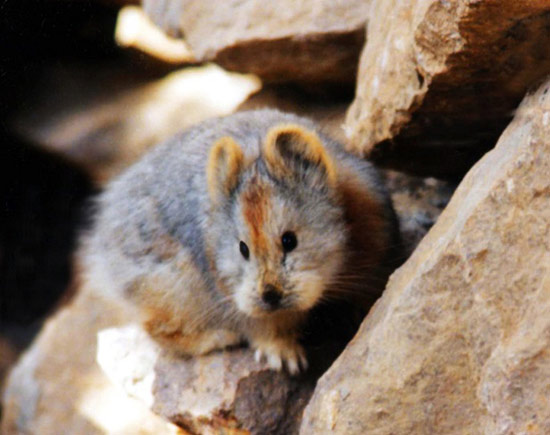 Pika di Ili: the cute little animal that lives at high altitude makes its reappearance in China after 20 years